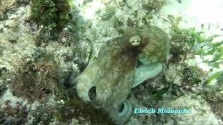 Cuba  Octopus at the houseriff Hotel Breezes Jibacoa [upl. by Zeculon44]