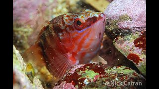 Halfbanded Seaperch  Hypoplectrodes maccullochi [upl. by Shuler]