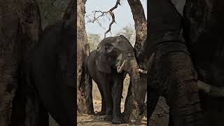 Majestic Elephant Bull rubbing against trees in the Kruger Park wildlife krugersafari nature [upl. by Vez]