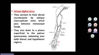 Veins and Lymphatics Of the Upper Limb [upl. by Ellis]