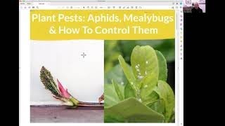 Residential Mealybug Treatment [upl. by Kurtis372]