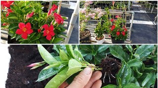 Mandevilla propagation cuttings [upl. by Atiana]