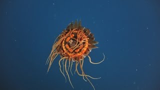 Creatures of the Deep  Atolla Jelly [upl. by Roderigo]