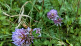 Red Clover  Trifolium pratense  herb in Hindi [upl. by Edmead]