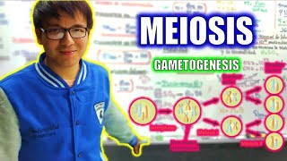 BIOLOGÍA FREE   MEIOSIS  GAMETOGÉNESIS 👉😍🌿 [upl. by Ameen]