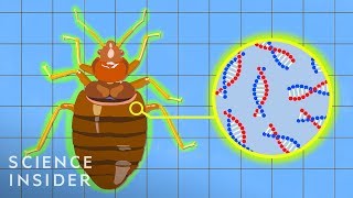 Why Bed Bugs Are So Hard To Kill [upl. by Nuahsel]