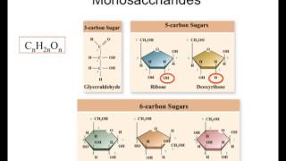 Carbohydrates from monomers to polymers [upl. by Yluj]