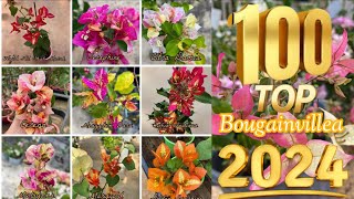 100 Top Beautiful Bougainvillea Varieties 2024 With Names And ID  Bougainvillea Plant [upl. by Legnaesoj]