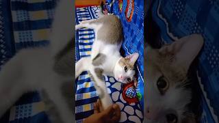 funny Cat cat animallover billi catlover [upl. by Suinotna]