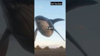 Whale facts shorts whale ocean fish [upl. by Nahpos]