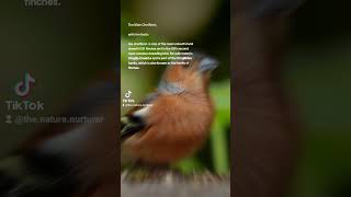 The Male Chaffinch with fun facts wildlife naturescreation birds funfacts [upl. by Sayce]