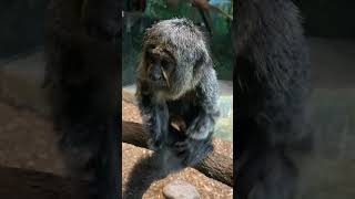 cute little pygmy marmoset  Cebuella pygmaea  in the Houston Zoo Texas USA animal monkey cute [upl. by Crispa]