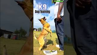 🔥Mastering Elite Dog Training DogTraining EliteTraining Obedience PetBonding AdvancedSkills [upl. by Adlemy]