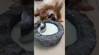 Big medium small old and young dogs can often drink goat milk powder to supplement nutrition [upl. by Ofori131]