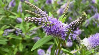 Longleaf Speedwell  Veronica longifolia  Free Footage for MOAH Members [upl. by Elohcan214]