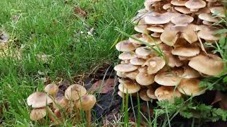 Fungus fungus mushrooms rspb parks trails rspb toadstools botany biology toxins [upl. by Cram871]