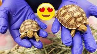 Baby Tortoises First Trip To the Vet 🥹 [upl. by Ellerehs]