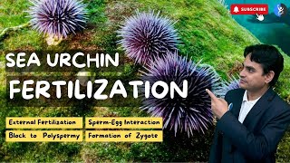 L13 Fertilization in Sea Urchin I Detailed Process I Developmental Biology I IFAS I CSIR [upl. by Jaclin]