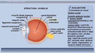 Lecția 12 Analizatorul vizual [upl. by Yellah88]