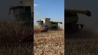 CLAAS Lexion 8800 TT  Geringhoff 16 rows [upl. by Ominorej38]