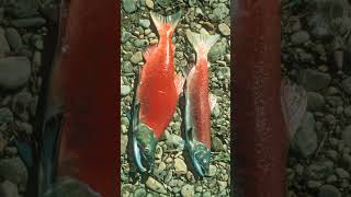 🐟☆³⁸ Sockeye Salmon Oncorhynchus nerka in Salmonid Family Salmonidae [upl. by Shear]