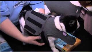 Thundershirt for Cats Ask a Vet withi Dr Jyl [upl. by Arondel]