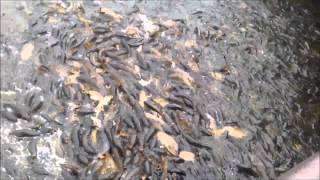 Feeding Carp at Pymatuning Spillway July 2014 [upl. by Dent]