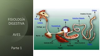 Fisiología digestiva Aves  Primera parte [upl. by Einaled]