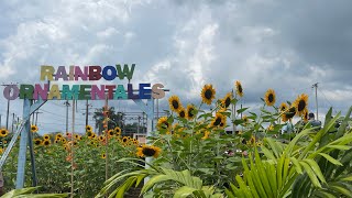 Rainbow Ornamentales festival de los girasoles [upl. by Armil]