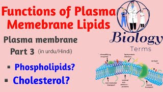 Functions of plasma memebrane lipids  plasma membrane structure and function in urduHindi [upl. by Aig]