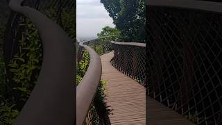 Kirstenbosch boomslang [upl. by Okomot]