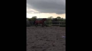 Trit trot [upl. by Trojan]