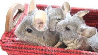 Baby Chinchillas Meet DAD [upl. by Plank170]