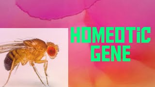 homeotic gene [upl. by Lelah]