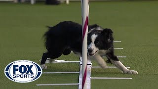 Best of the Agility competition from the 2020 Westminster Kennel Club Dog show  FOX SPORTS [upl. by Gittel211]