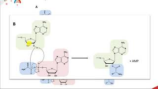 CH450 Chapter 113 AminoacyltRNA Synthetases [upl. by Bartie]