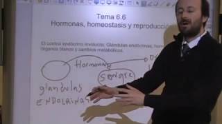 Hormonas y Homeostasis [upl. by Juliano]