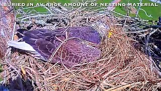 9🦅Bald Eagle Nest❷Nov132024／Southwest Florida Eagle Cam [upl. by Temme]