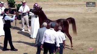 N 2 HAMAMA AL NAIF Rabab Arabian Horse Championship 2024 Yearling Fillies Sezione A Classe 1A [upl. by Agamemnon354]