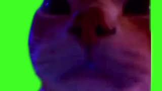 Cat vibing meme green screen [upl. by Ynaiffit926]