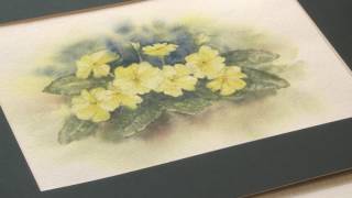 Watercolour Painting Primroses [upl. by Merwin]