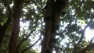 jaboticaba harvest in florida and how to eat a jaboticaba [upl. by Euqinehs10]