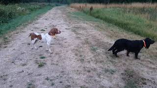 Bracco Italiano and Gordon Setter hunting early morning pheasants [upl. by Jeniece]