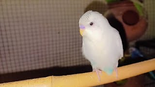 my pets cage cute budgies parrot start breading [upl. by Fechter]