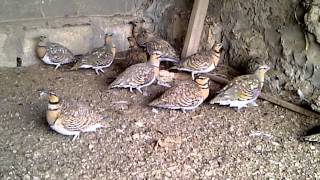 Pintailed Sandgrouse [upl. by Ginger803]