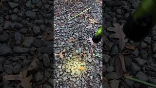 Streamlight Strion flashlight outdoors streamlight flashlight hunting [upl. by Aniala]