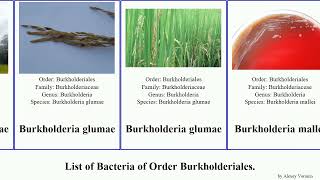 List of Bacteria of Order Burkholderiales bordetella pertussis faecalis pseudomallei solanacearum [upl. by Judi408]