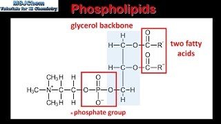 B3 Phospholipids SL [upl. by Noteek]