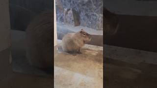 Capybara🦛 oradea zoo [upl. by Ahsiliw]