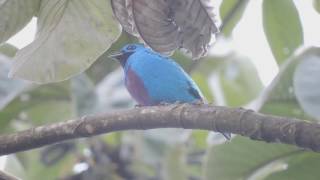 Turquoise Cotinga call Cotinga ridgwayi [upl. by Meredeth]